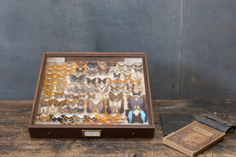 vintage preserved butterfly taxidermy   factory 20