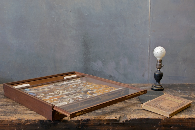 vintage preserved butterfly taxidermy   factory 20